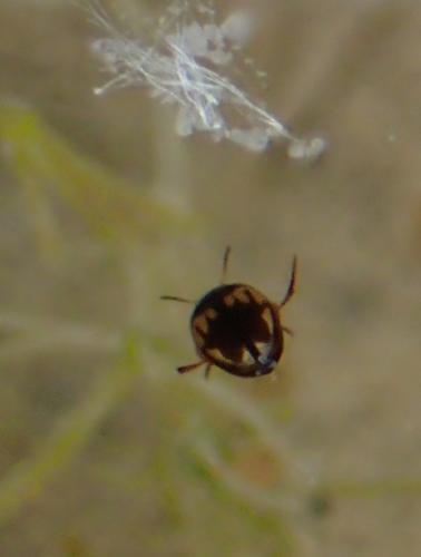 Hydroglyphus geminus